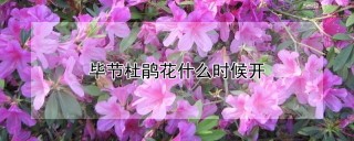 毕节杜鹃花什么时候开,第1图