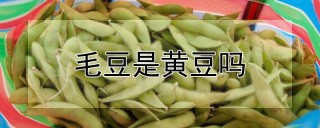 毛豆是黄豆吗,第1图