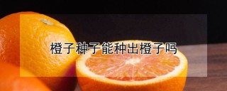 橙子种子能种出橙子吗,第1图