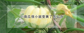 小南瓜很小就变黄了怎么办,第1图