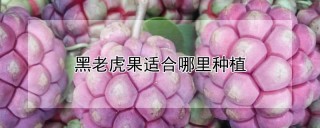 黑老虎果适合哪里种植,第1图