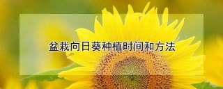 盆栽向日葵种植时间和方法,第1图