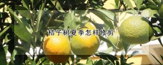 桔子树夏季怎样修剪,第1图