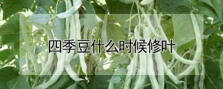 四季豆什么时候修叶,第1图