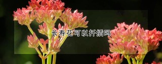 长寿花可以扦插吗,第1图