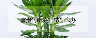 富贵竹叶尖干枯怎么办,第1图