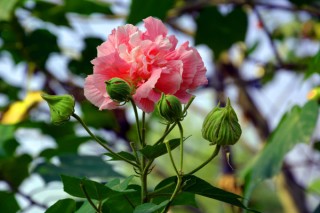 芙蓉花有种子能发芽吗,第3图