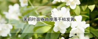 茉莉叶面卷曲掉落干枯发黄,第1图