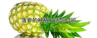 菠萝的种植方法与时间,第1图