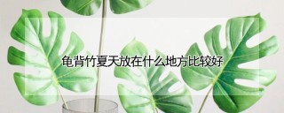 龟背竹夏天放在什么地方比较好,第1图