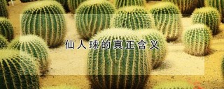 仙人球的真正含义,第1图