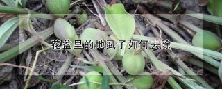 花盆里的地虱子如何去除,第1图