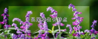 鼠尾草生长特点,第1图