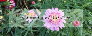 玛格丽特冬天能在室外过冬吗,第1图