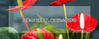 红掌冬天冻死了,春天还会发芽吗,第1图