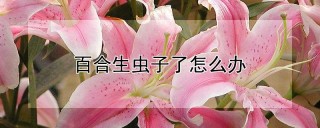 百合生虫子了怎么办,第1图