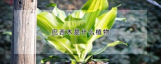 巴西木是什么植物,第1图