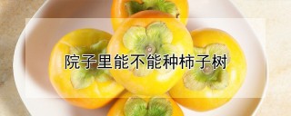 院子里能不能种柿子树,第1图