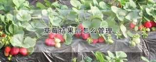 草莓结果后怎么管理,第1图