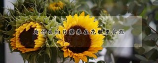 为什么向日葵养在花瓶里会烂,第1图