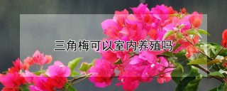 三角梅可以室内养殖吗,第1图