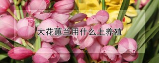 大花蕙兰用什么土养殖,第1图