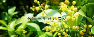 米兰一年开几次花,第1图