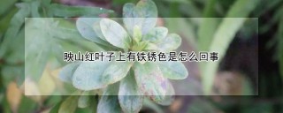 映山红叶子上有铁锈色是怎么回事,第1图