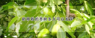 新移栽的枣树多久可以发芽,第1图