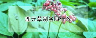 鹿元草别名叫什么,第1图