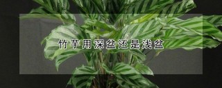 竹芋用深盆还是浅盆,第1图