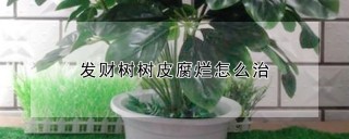 发财树树皮腐烂怎么治,第1图