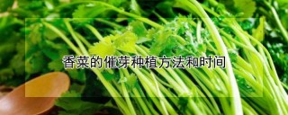 香菜的催芽种植方法和时间,第1图