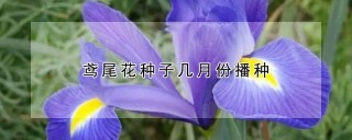 鸢尾花种子几月份播种,第1图