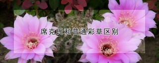 席克氏和普通彩草区别,第1图