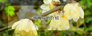 腊梅花的介绍,第1图