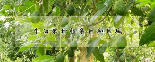 牛油果种植条件和区域,第1图