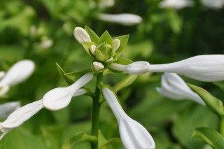 什么花驱蚊效果最好 驱蚊虫的花,第1图