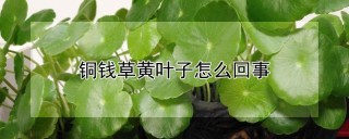 铜钱草黄叶子怎么回事,第1图