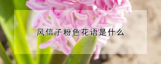 风信子粉色花语是什么,第1图