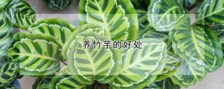 养竹芋的好处,第1图