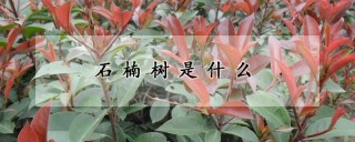 石楠树是什么,第1图