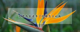 天堂鸟水浇多了烂根怎么补救,第1图