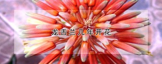 龙舌兰几年开花,第1图