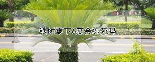 铁树零下6度会冻死吗,第1图