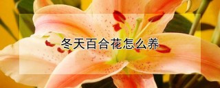 冬天百合花怎么养,第1图