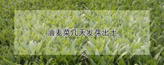 油麦菜几天发芽出土,第1图