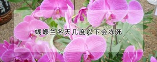 蝴蝶兰冬天几度以下会冻死,第1图