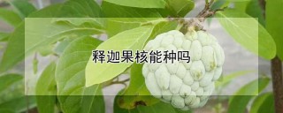 释迦果核能种吗,第1图