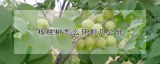 核桃树怎么环割几公分,第1图